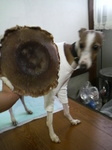 2010022817400001.jpg