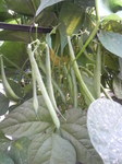 2010061717200000.jpg