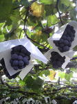 2010082608000000.jpg